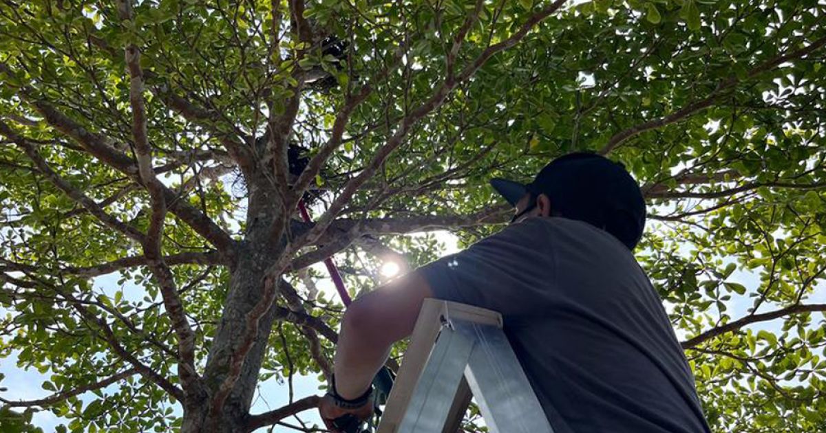 images/aktiviti_terkini/2025/gagak.jpg#joomlaImage://local-images/aktiviti_terkini/2025/gagak.jpg?width=960&height=619